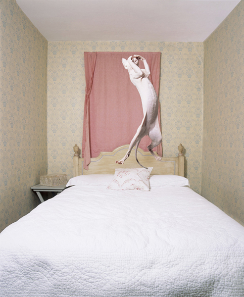 cats-02