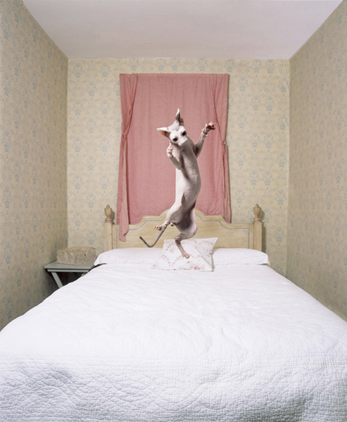 cats-03