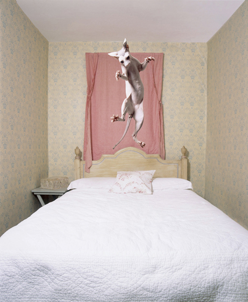 cats-09