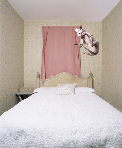 Cats 9