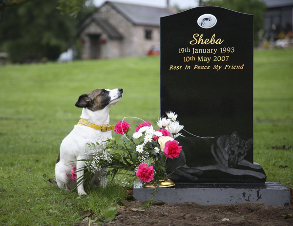 sheba001(8bit max)